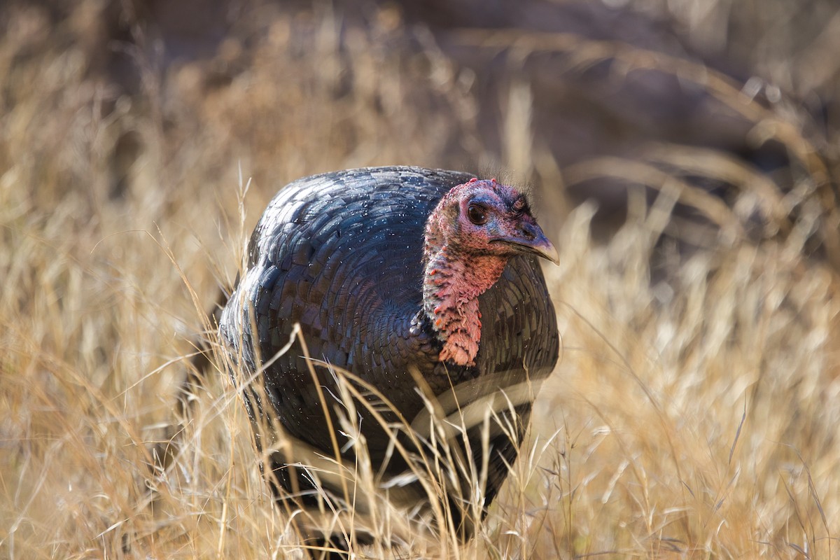 火雞 - ML647739350