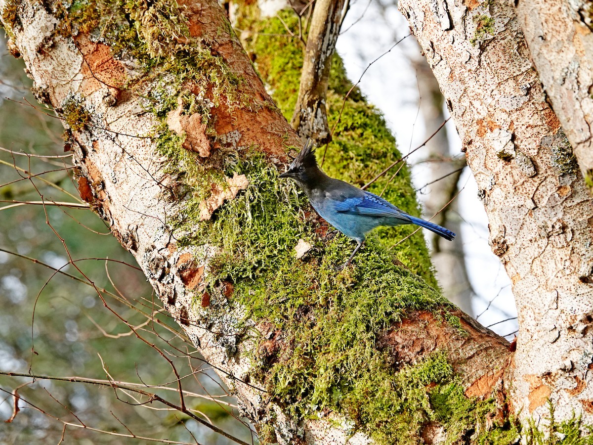 Steller's Jay - ML647739353