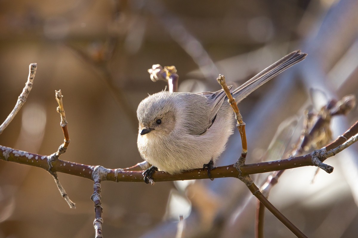 Bushtit - ML647739354