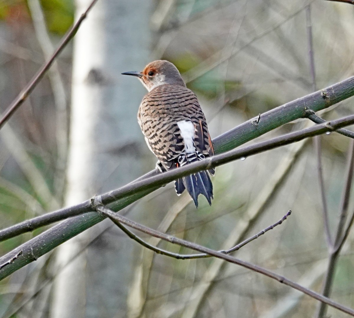 Northern Flicker - ML647739356