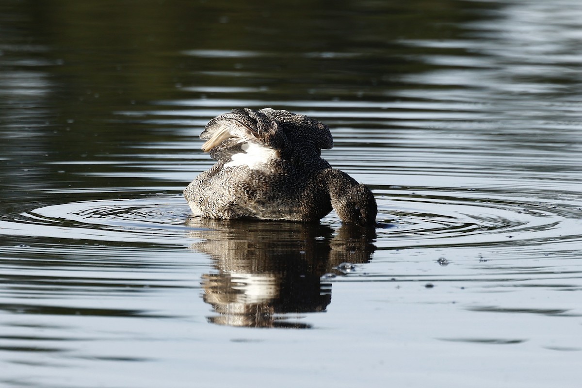 Freckled Duck - ML647739357