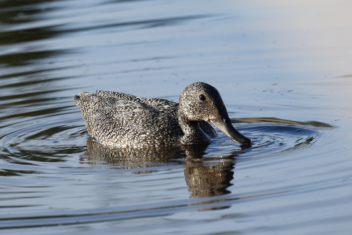 Freckled Duck - ML647739358