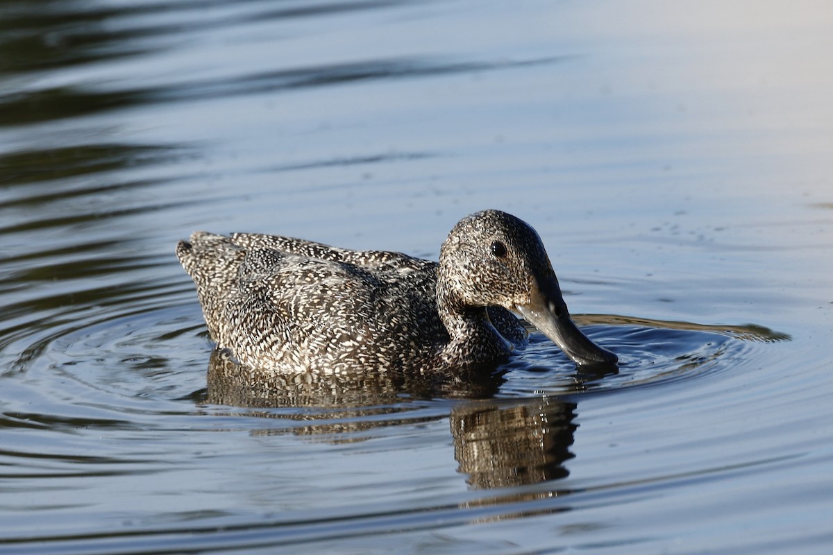 Freckled Duck - ML647739359