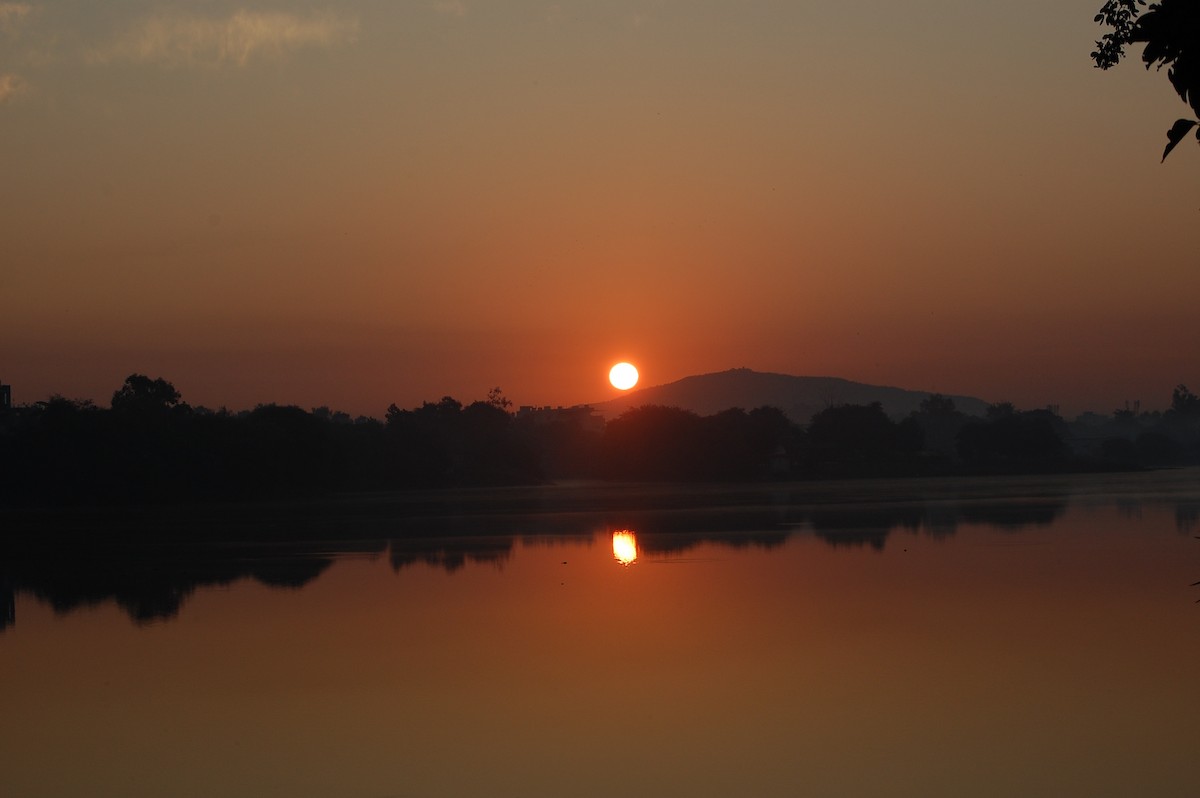 Indian Spot-billed Duck - ML647739360
