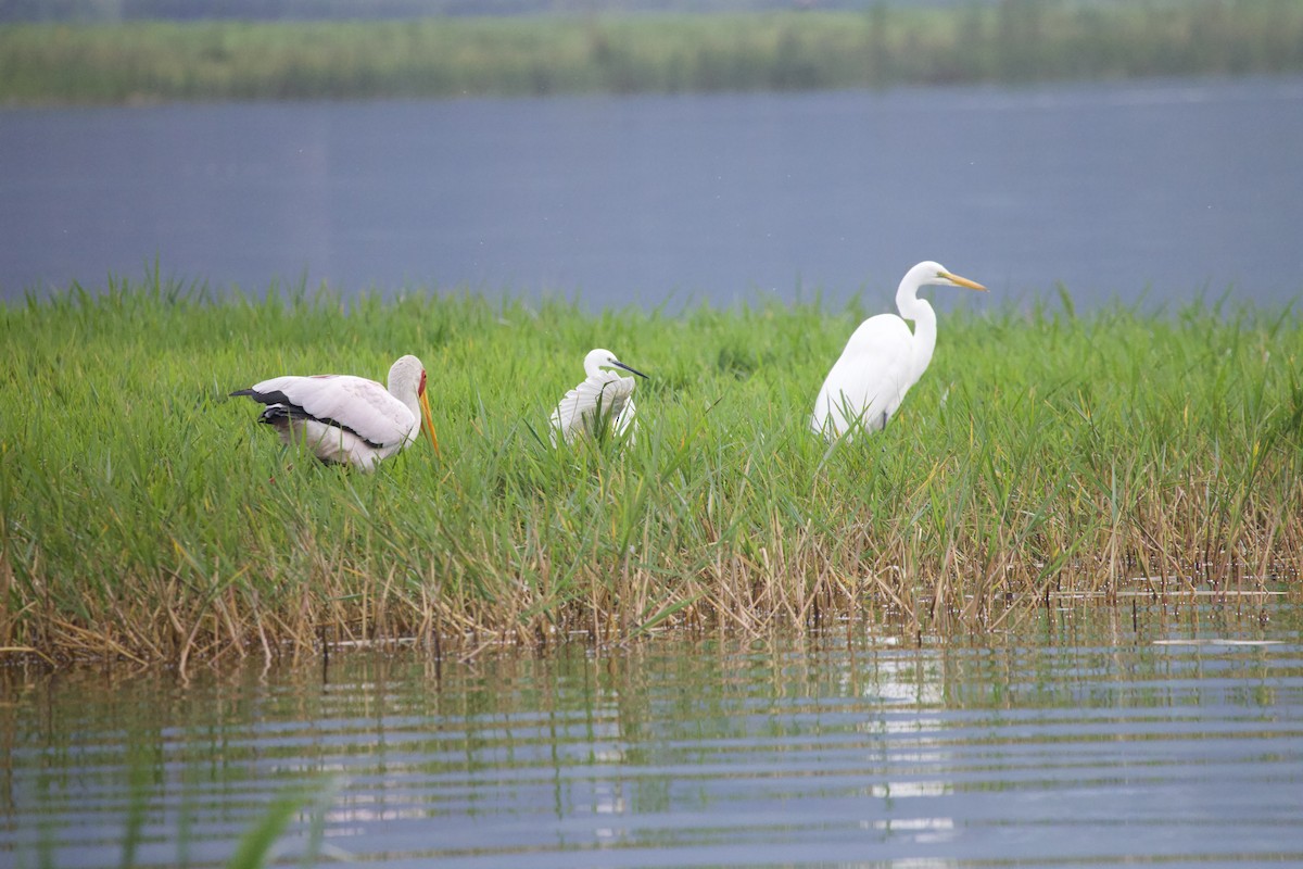 Little Egret - ML647739367