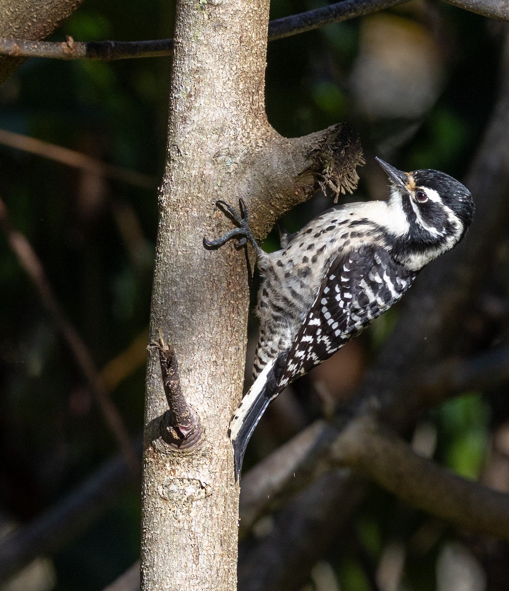 Downy Woodpecker - ML647739369