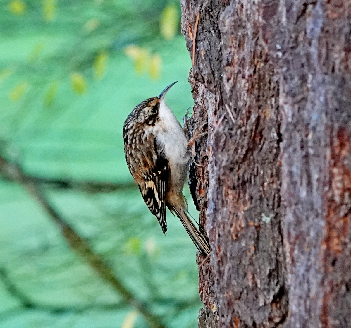 Brown Creeper - ML647739387