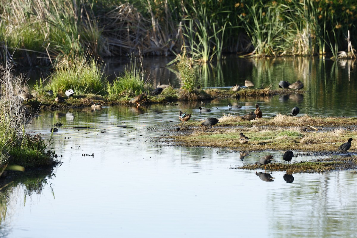 Australasian Swamphen - ML647739388