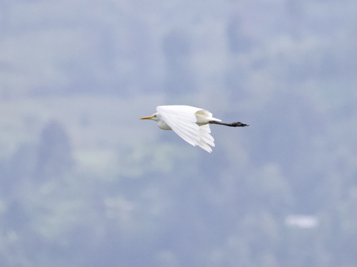 Western Cattle-Egret - ML647739392