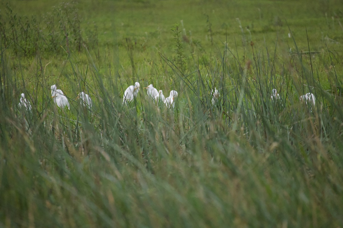 Western Cattle-Egret - ML647739393