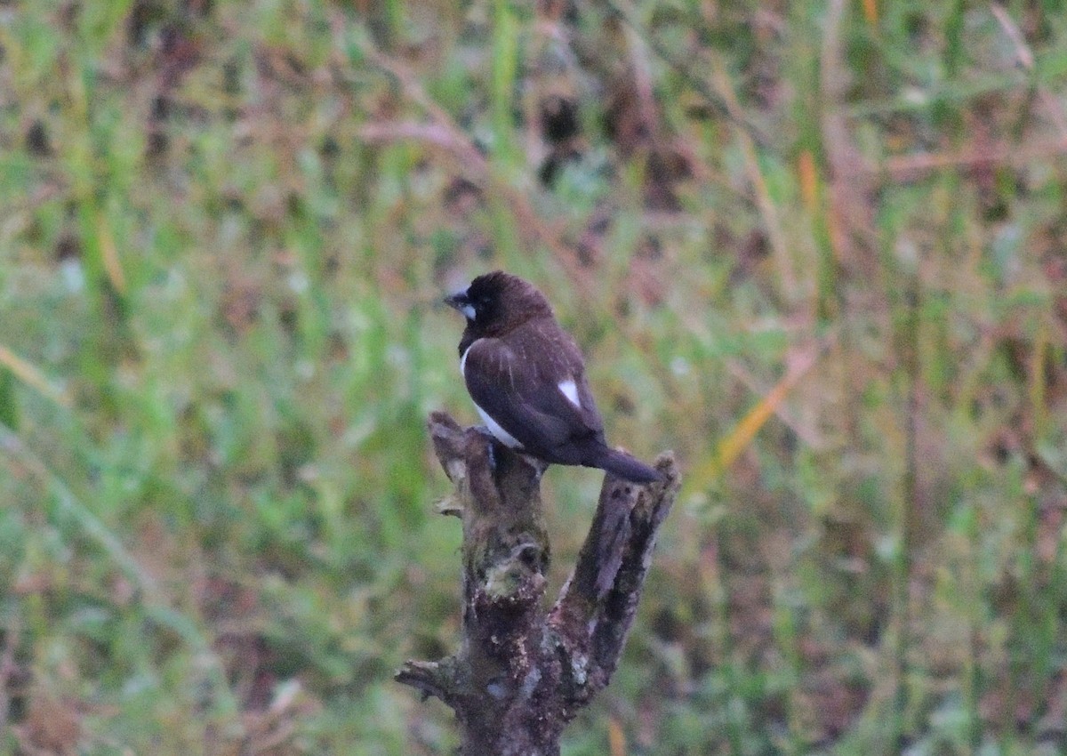 White-rumped Munia - ML647739394