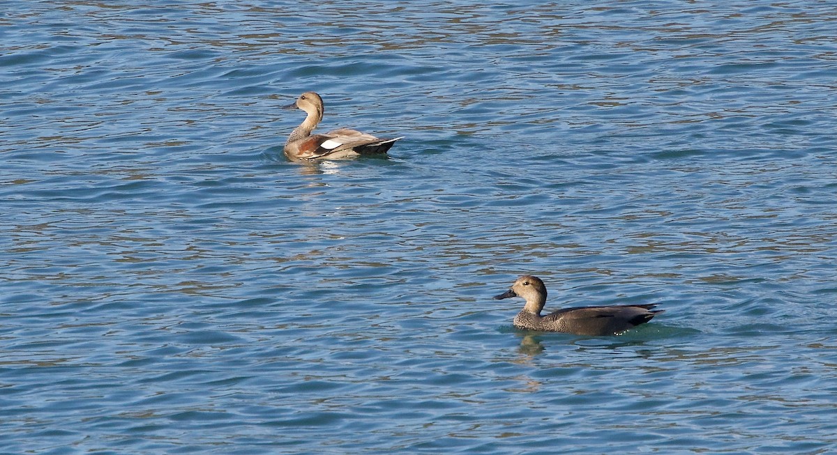 Gadwall - ML647739396