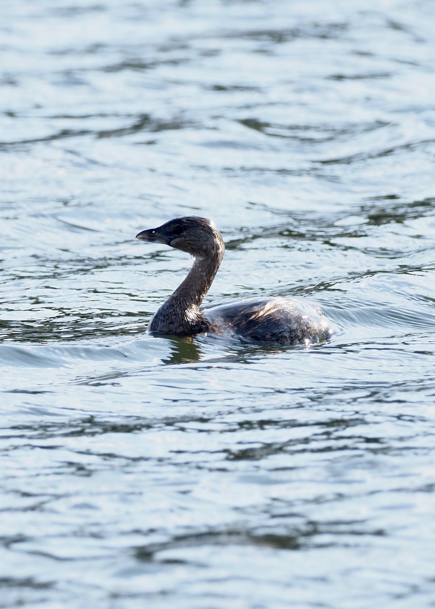 Pied-billed Grebe - ML647739398