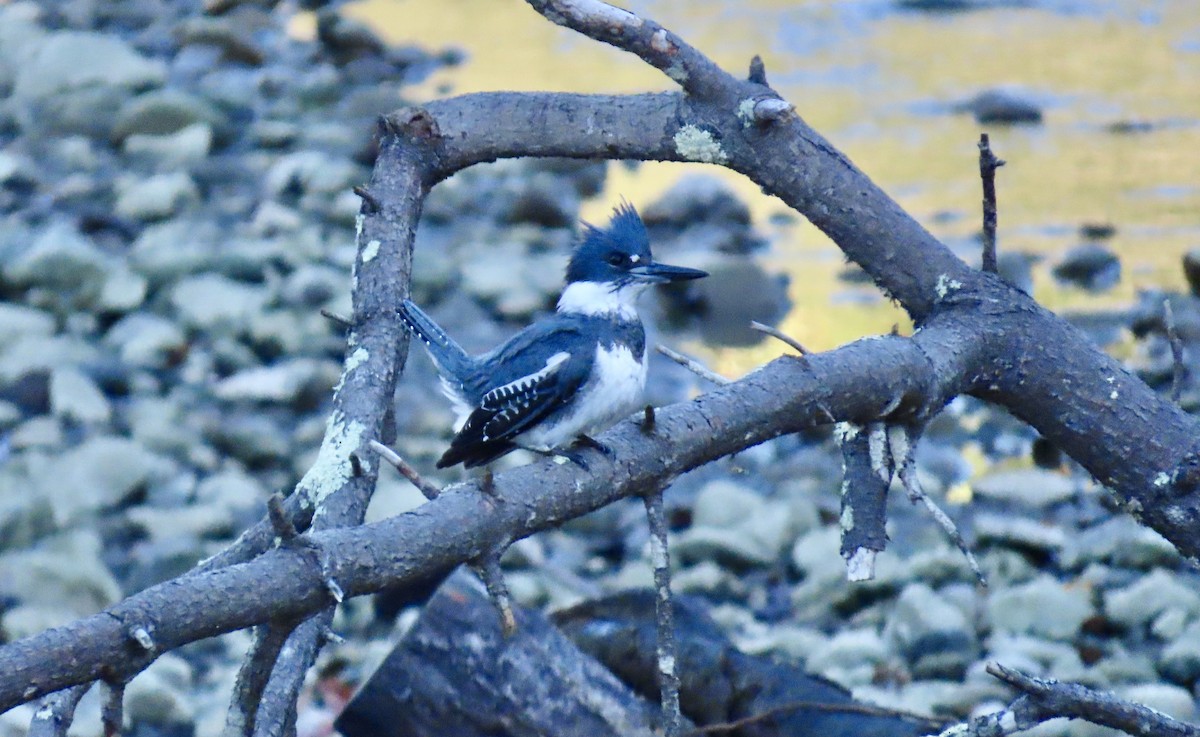 Belted Kingfisher - ML647739399