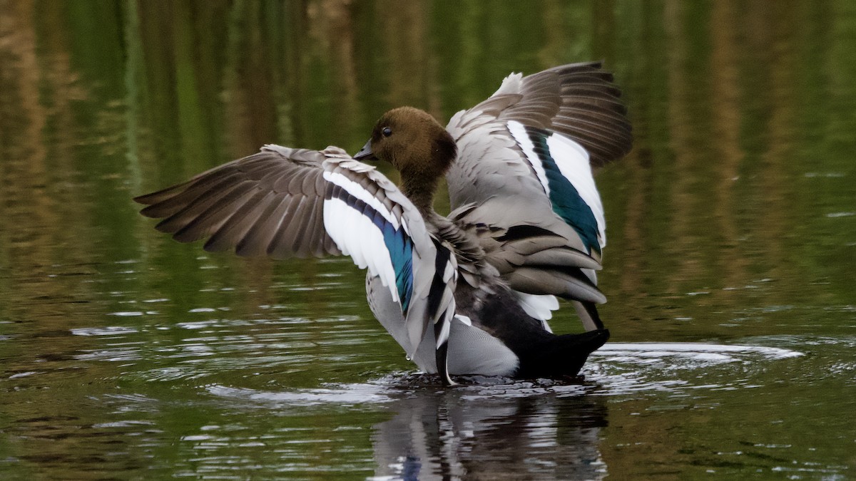 Maned Duck - ML647739400