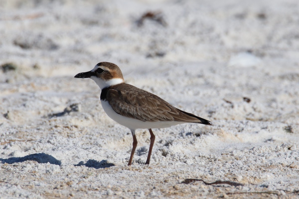 Wilson's Plover - ML647739402