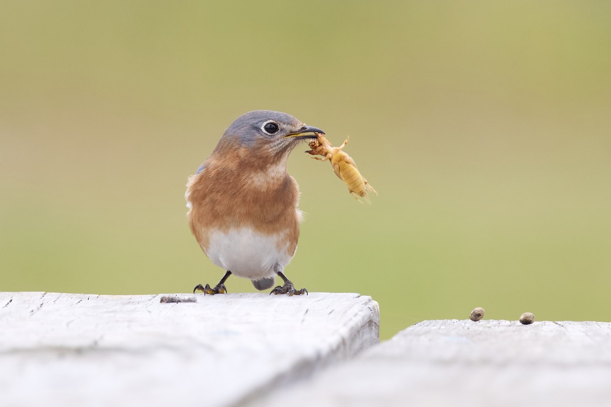 Eastern Bluebird - ML647739404