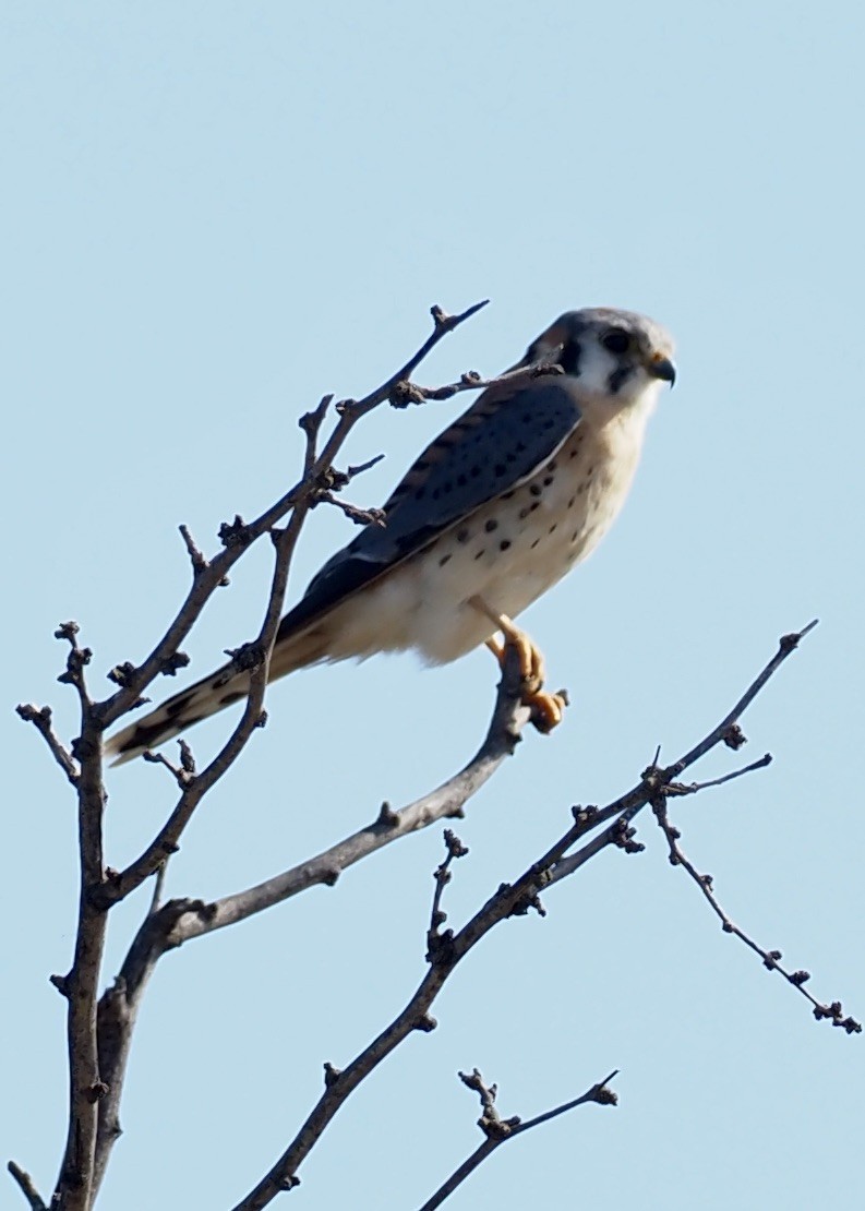 American Kestrel - ML647739405