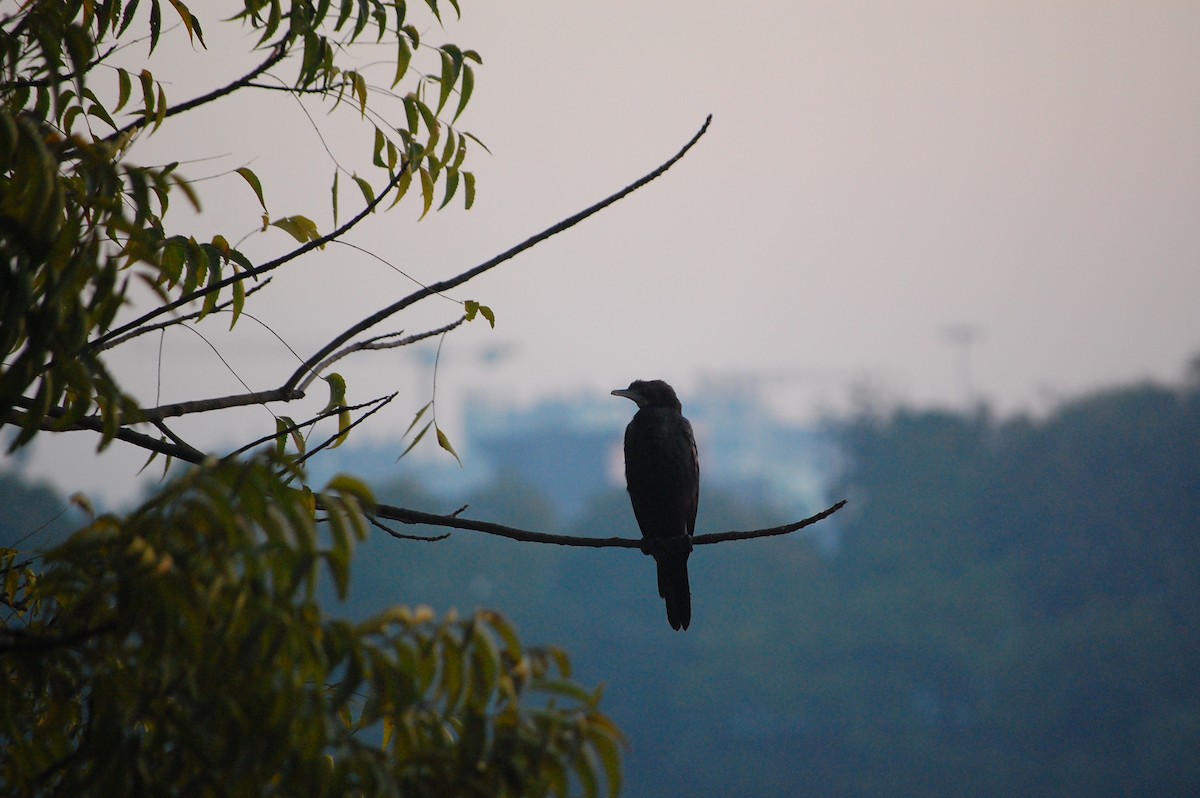 Little Cormorant - ML647739406