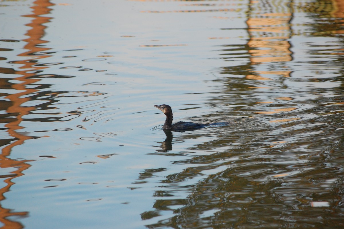 Little Cormorant - ML647739407