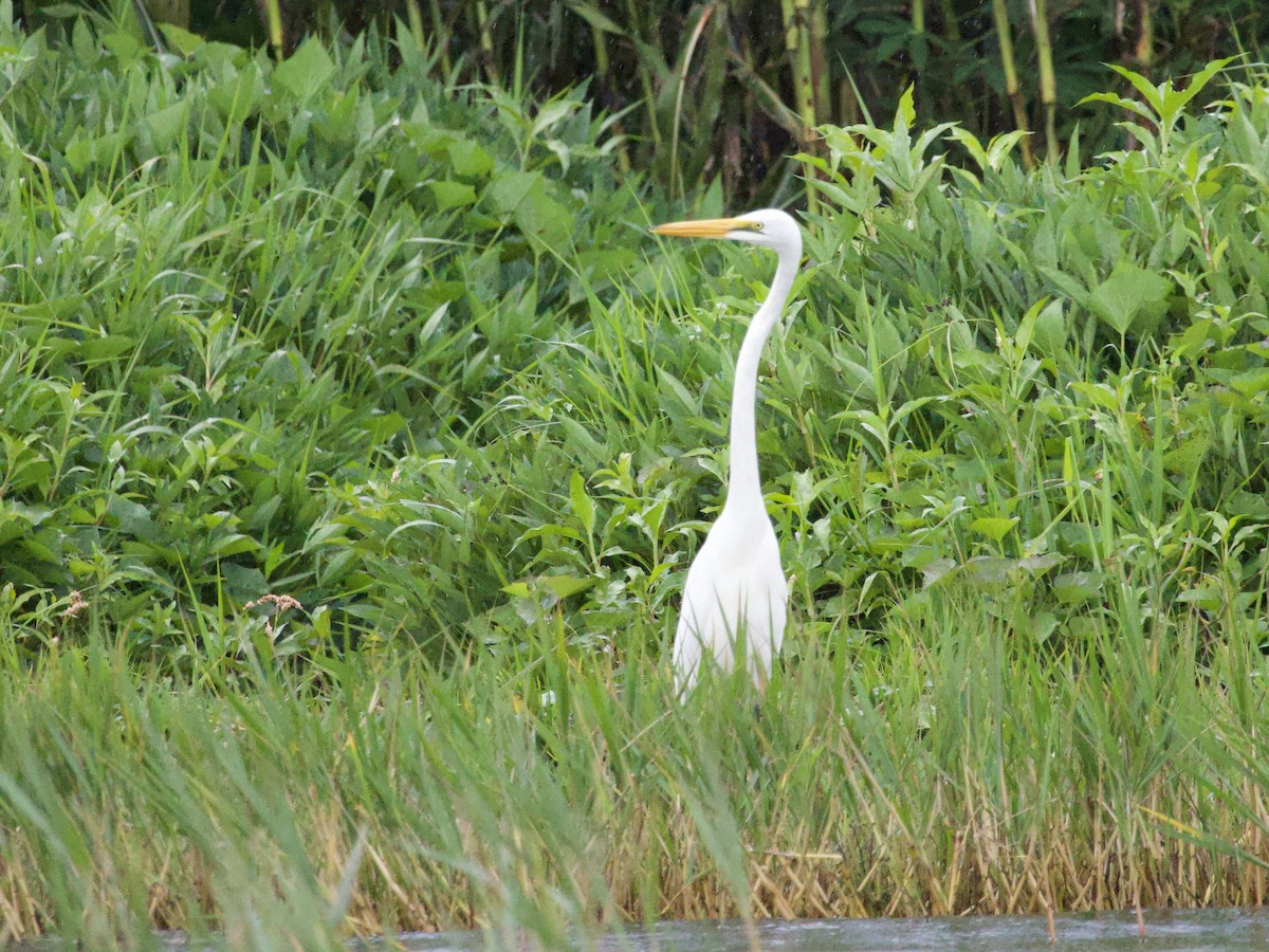 Great Egret - ML647739408
