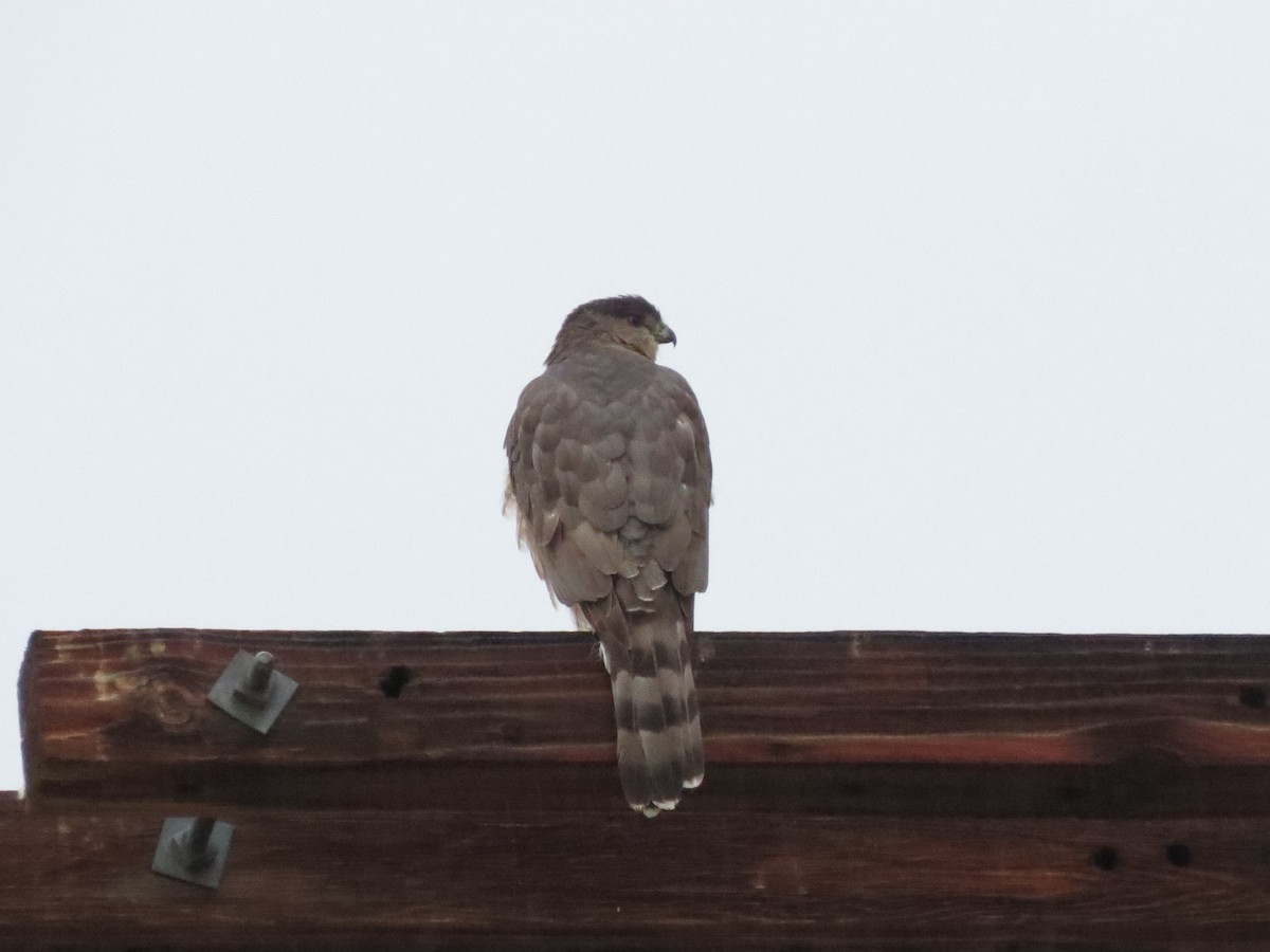 Cooper's Hawk - ML647739409