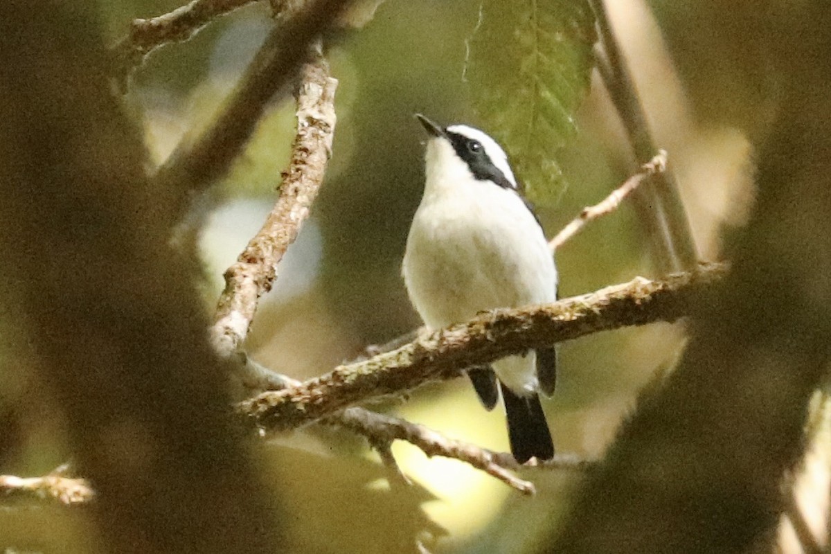 Little Pied Flycatcher - ML647739411