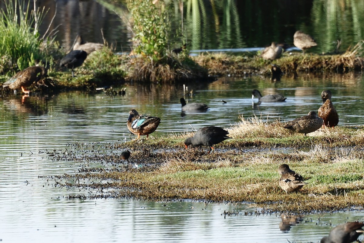 Australasian Shoveler - ML647739413