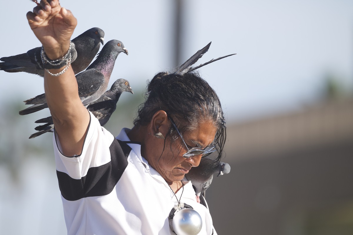 Rock Pigeon (Feral Pigeon) - ML647739415