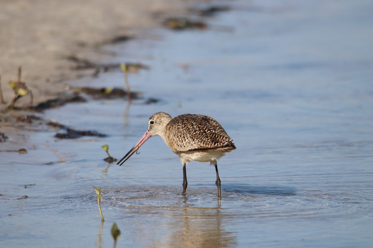 Marbled Godwit - ML647739416