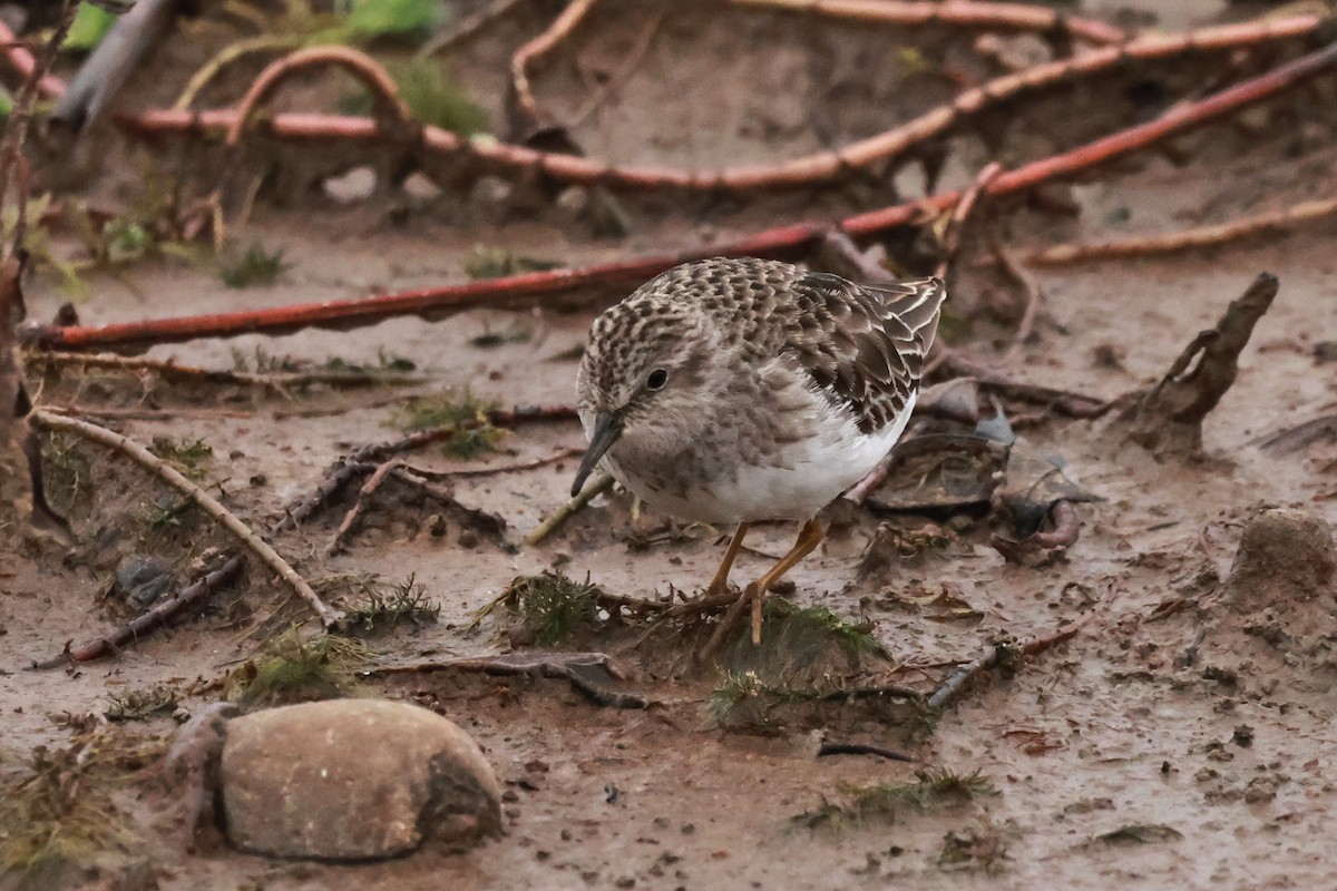 Least Sandpiper - ML647739417