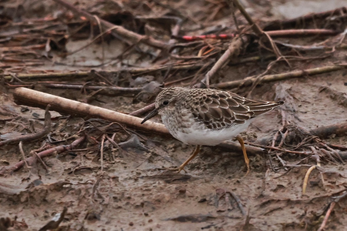 Least Sandpiper - ML647739418