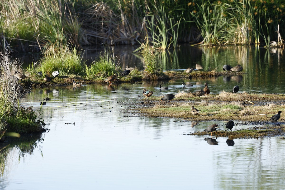 Australasian Shoveler - ML647739419