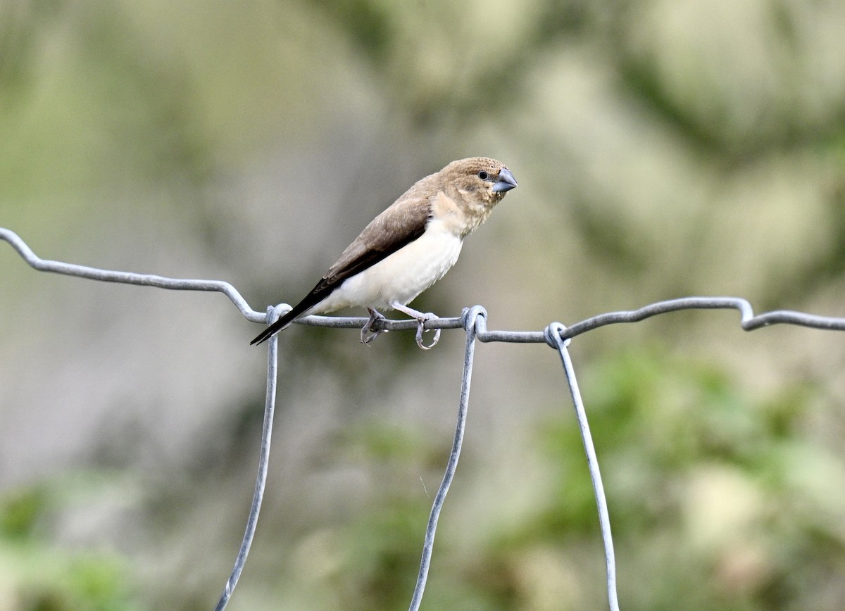 African Silverbill - ML647739420