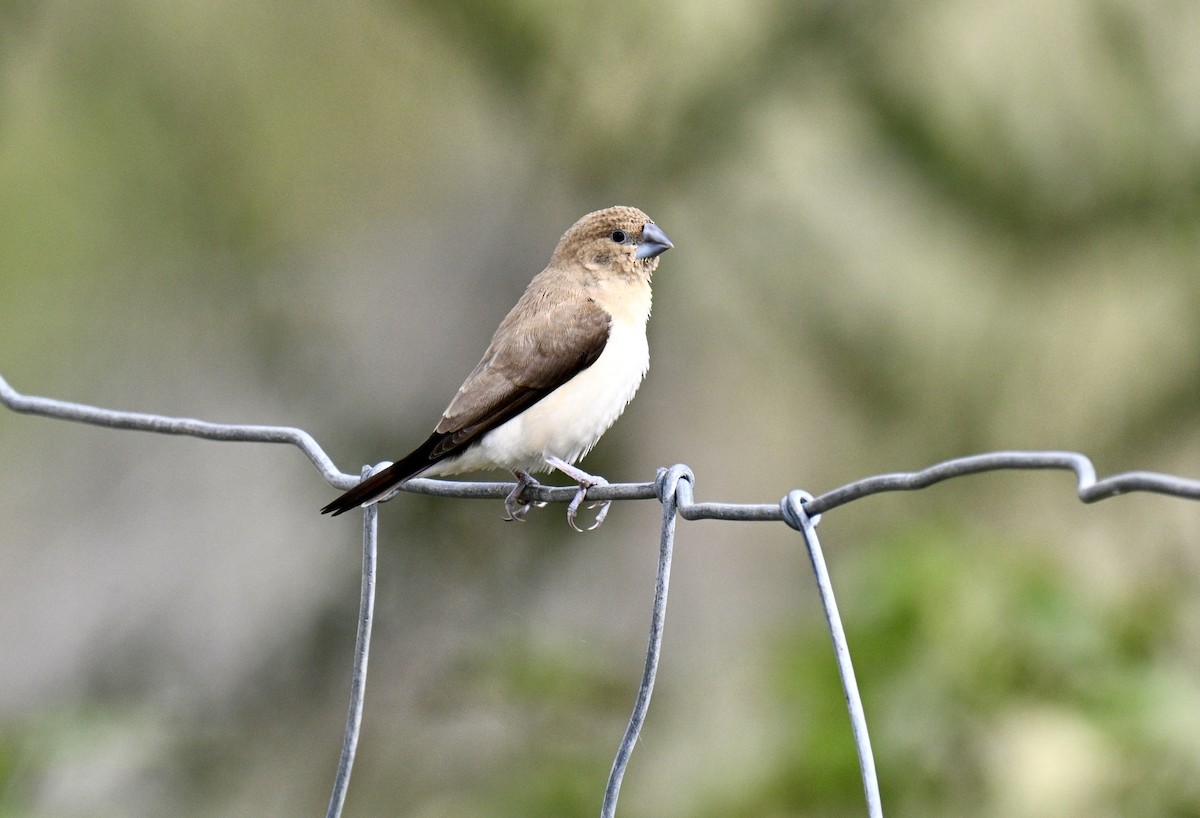 African Silverbill - ML647739421