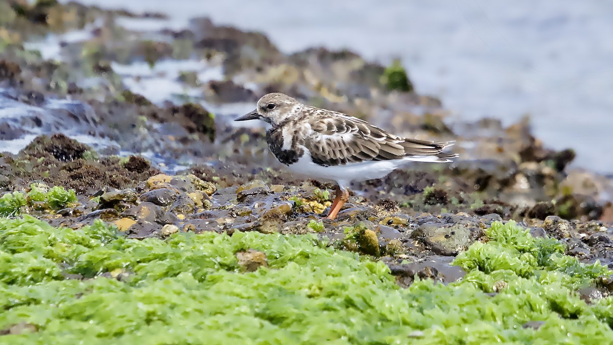 Ruddy Turnstone - ML647739423