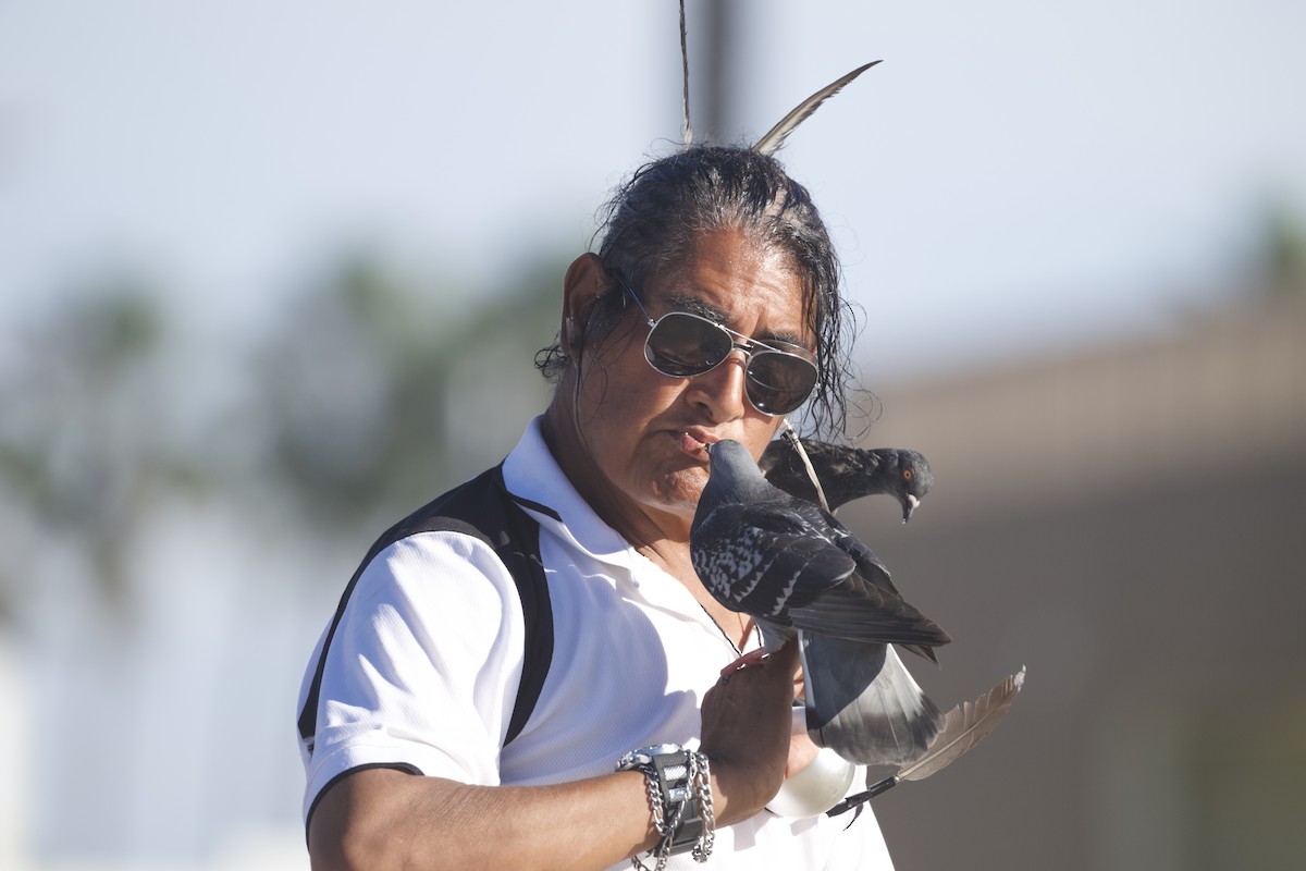 Rock Pigeon (Feral Pigeon) - ML647739424