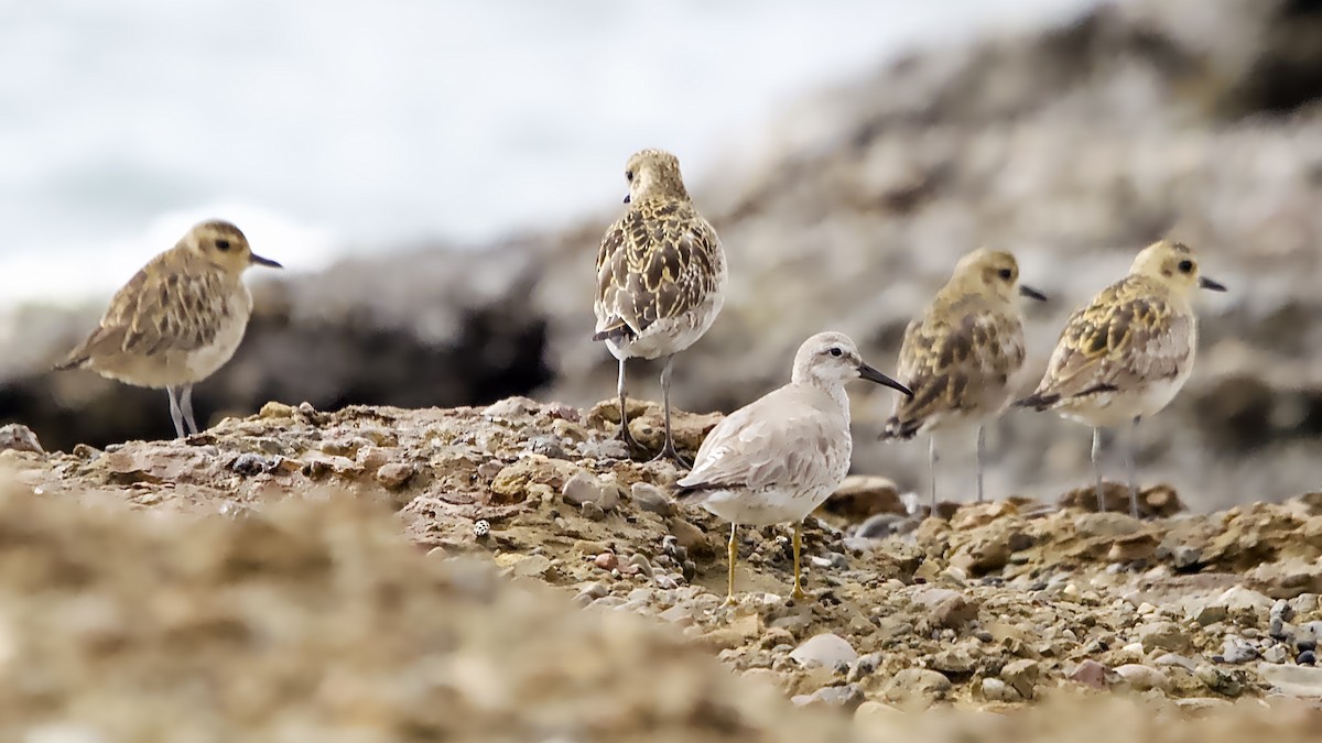 Red Knot - ML647739428