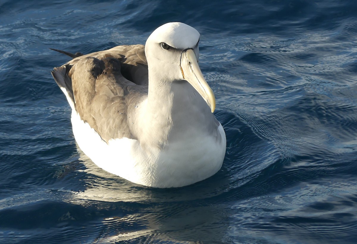 Salvin's Albatross - ML647739429