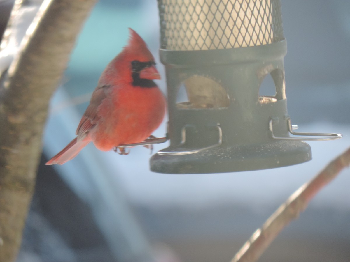 Красный кардинал - ML647739442