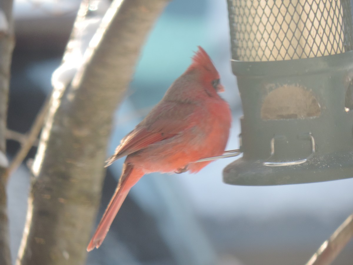 Красный кардинал - ML647739443