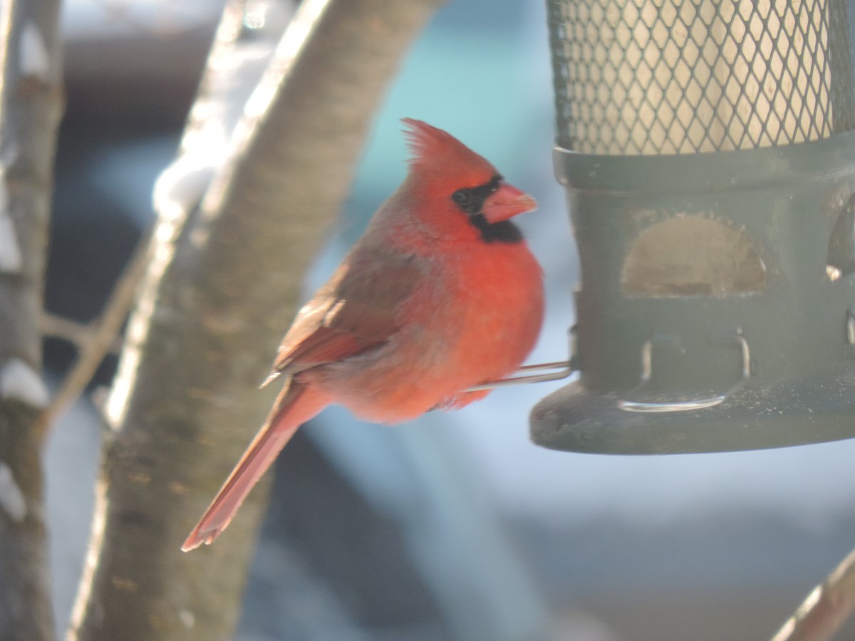 Красный кардинал - ML647739444