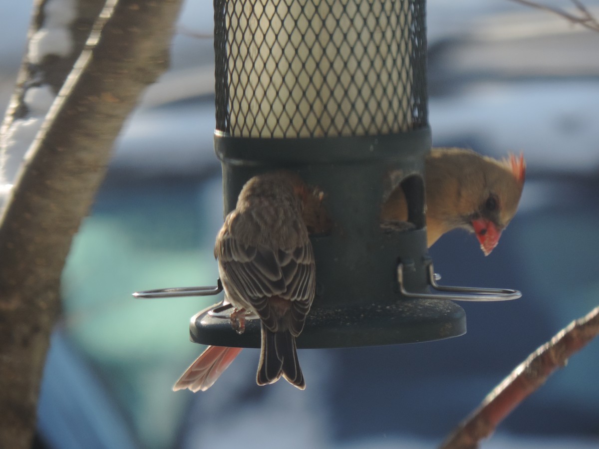 Красный кардинал - ML647739446