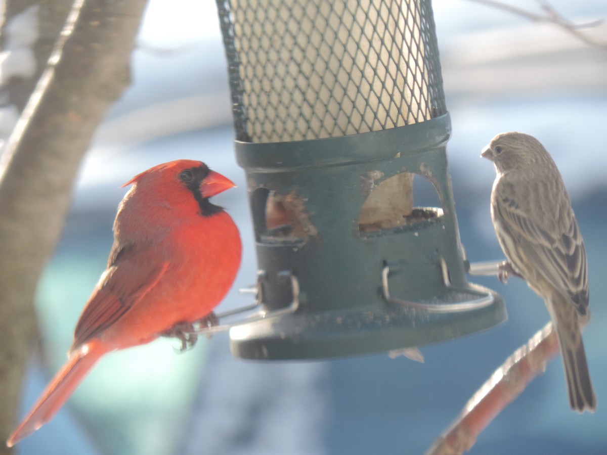 Красный кардинал - ML647739447