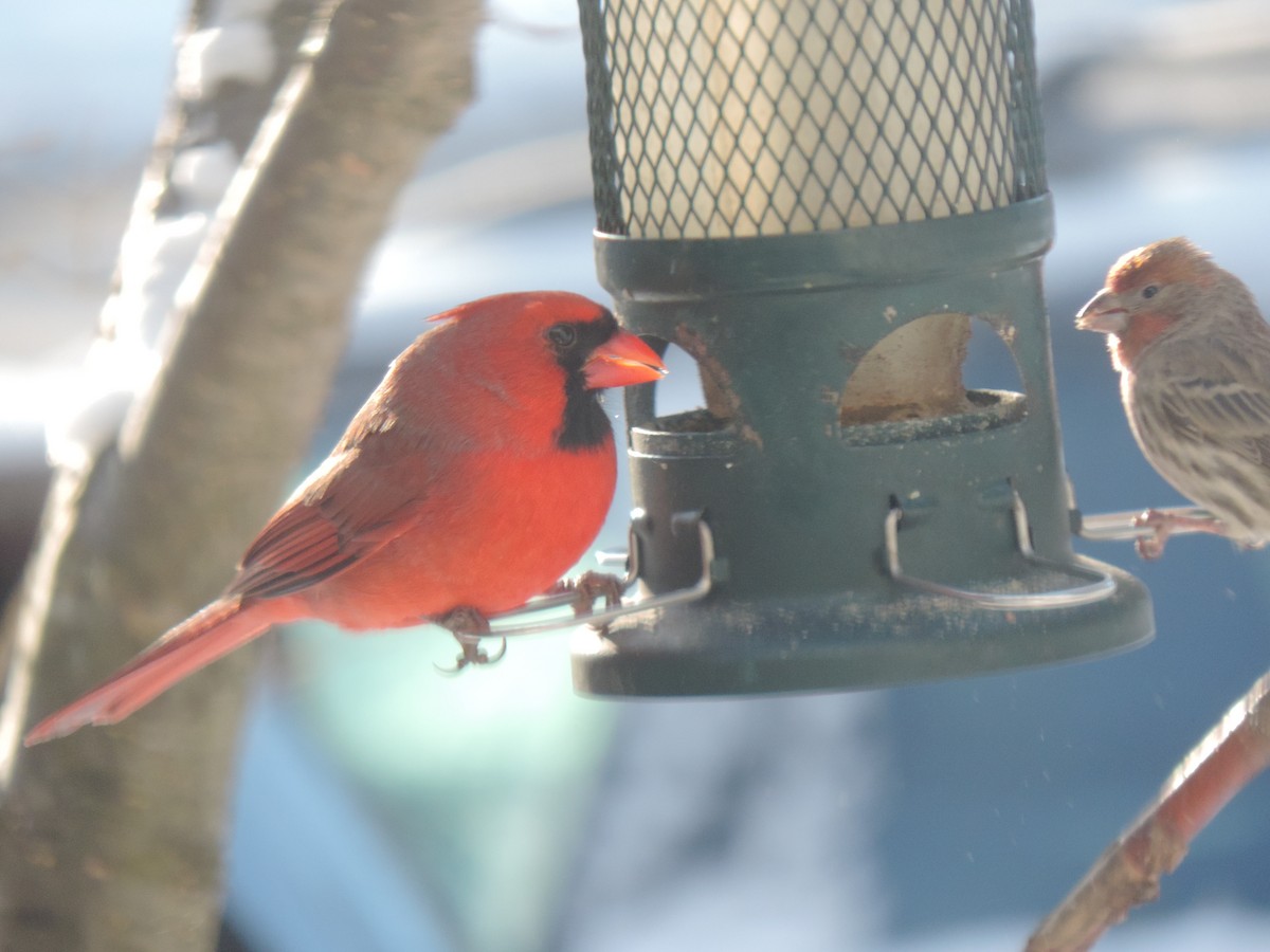 Красный кардинал - ML647739448