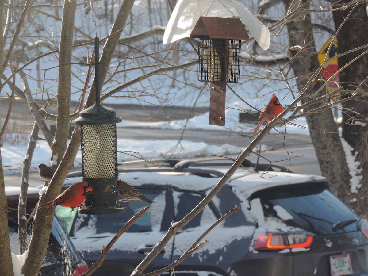 Красный кардинал - ML647739449