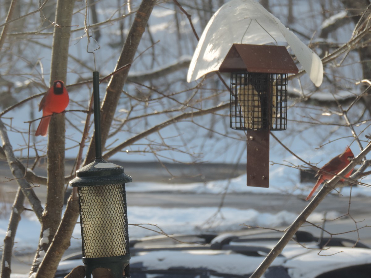 Красный кардинал - ML647739450