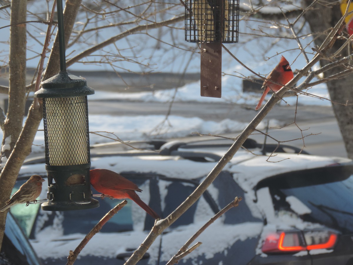 Красный кардинал - ML647739451