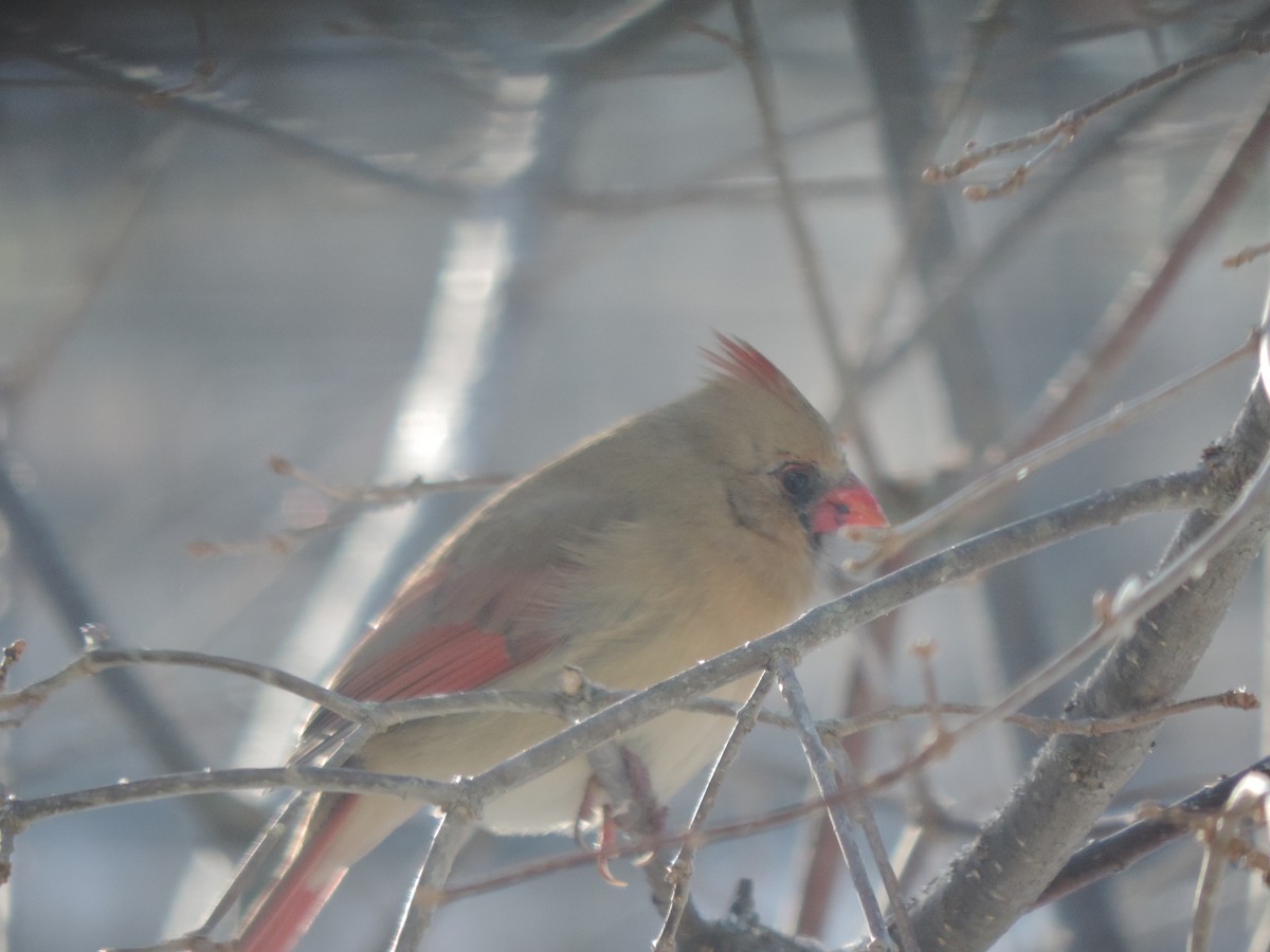 Красный кардинал - ML647739452