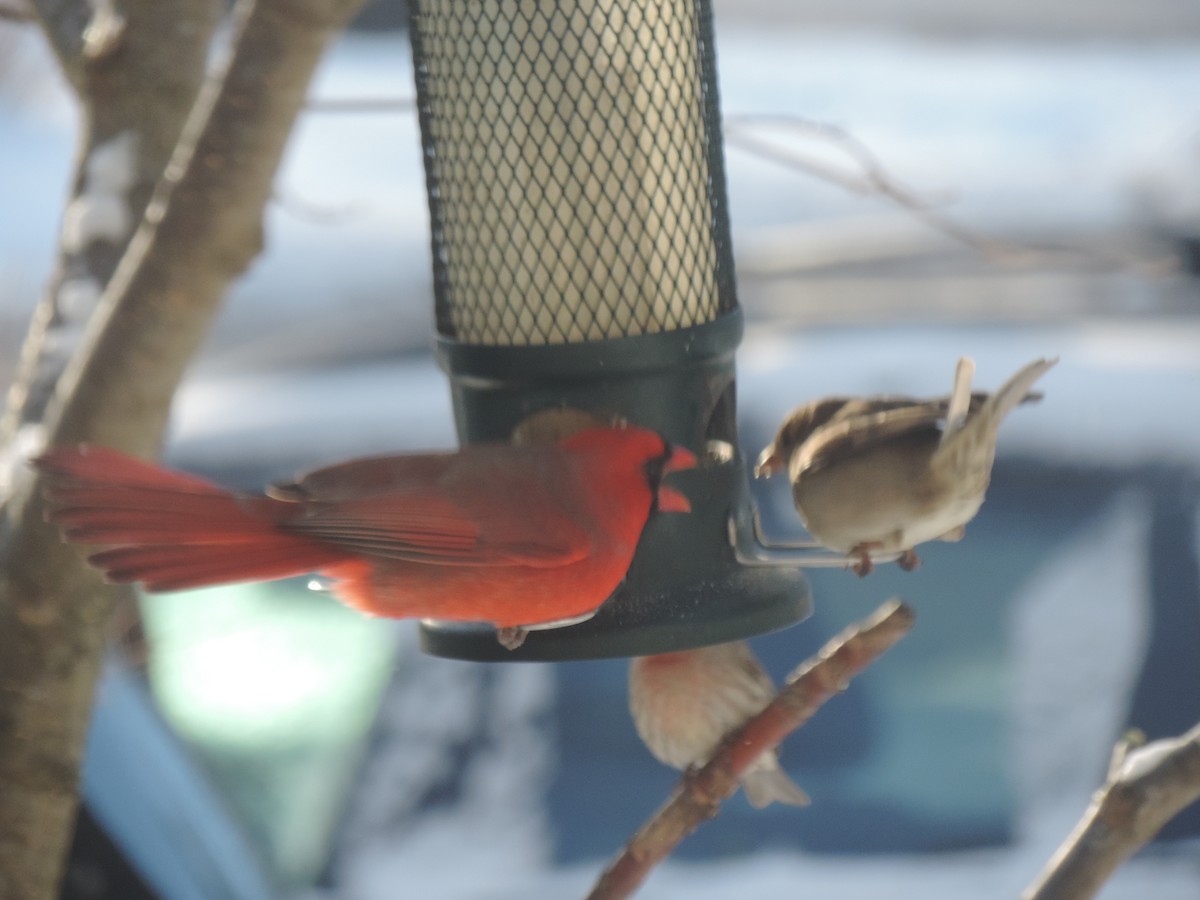 Красный кардинал - ML647739453